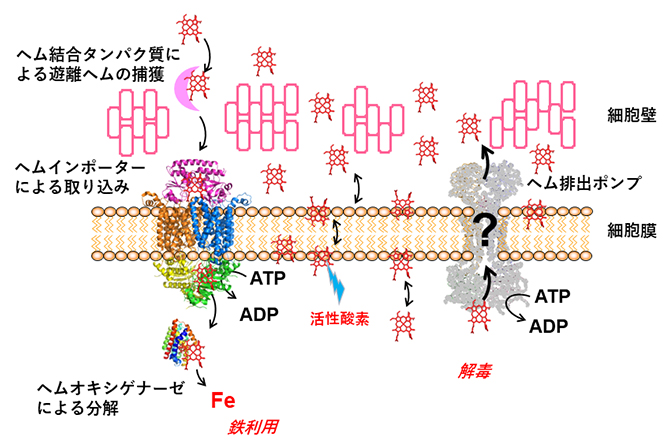 グラム陽性細菌のヘム利用と解毒のモデルの図