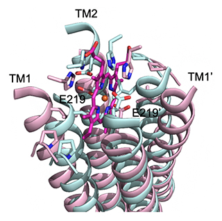 ATP結合ドメインへのATP結合で誘起される膜横断ドメインの構造変化の図