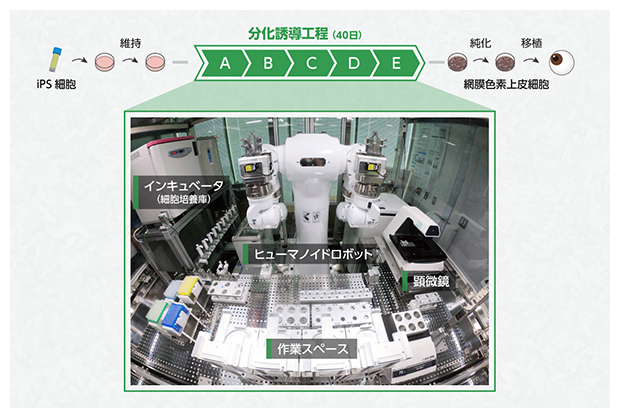 iPS細胞からRPE細胞への分化誘導工程を実装したLabDroid「まほろ」の図