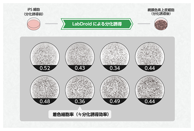 LabDroid「まほろ」が分化誘導したRPE細胞の分化誘導効率（着色状態）の図