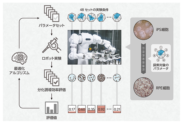 本研究の自律実験戦略とワークフローの図