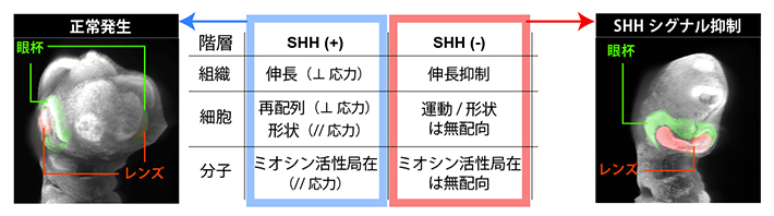 SHHシグナル依存的な細胞の力覚/極性形成の制御とその異常による単眼症の発症の図