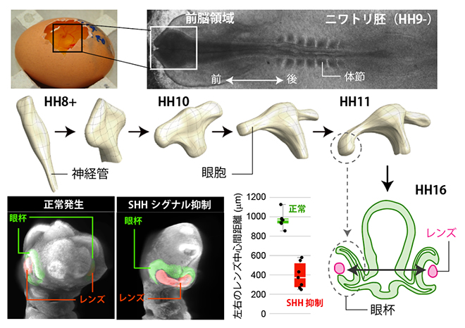 前脳発生時の神経管の形態変化と正常胚・SHHシグナル抑制胚でのレンズ間距離の図