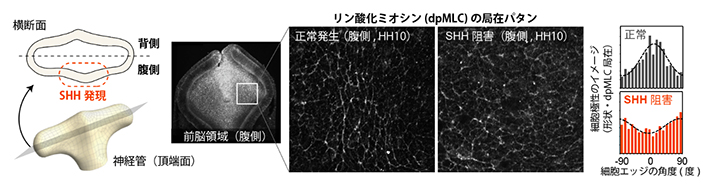 正常胚腹側組織における細胞極性とSHHシグナル抑制による極性の消失の図