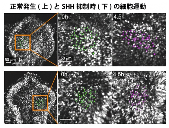 SHHシグナル抑制時の腹側組織内の細胞運動の図