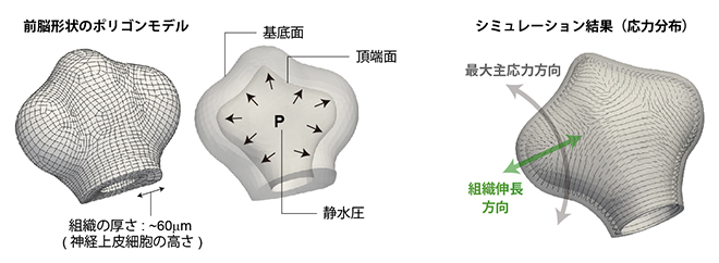 力学シミュレーションによる応力計算の図