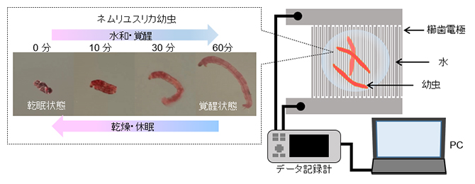 覚醒したネムリユスリカ幼虫の動きを微小電極でセンシングする生存圏探索デバイスの図