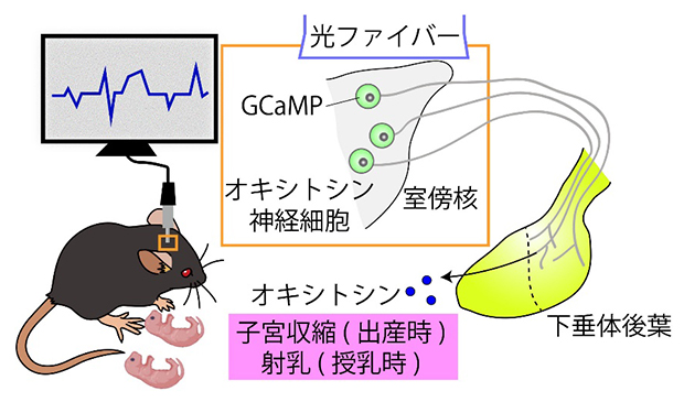 出産中や授乳中のオキシトシン神経細胞の活動をモニターするシステムの図