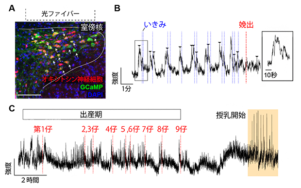 出産におけるオキシトシン神経細胞の活動記録の図