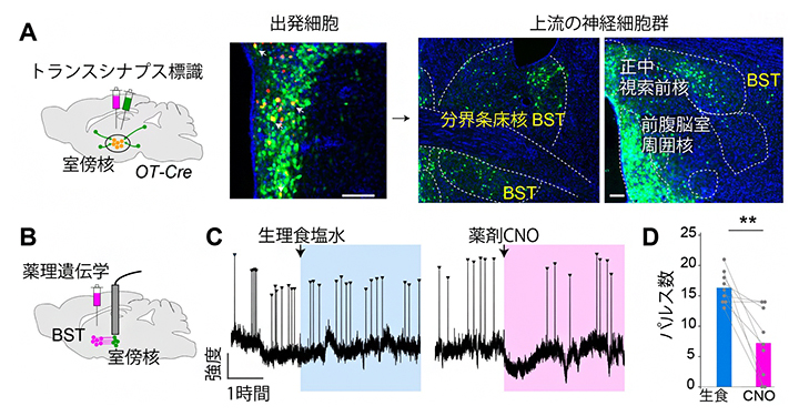 神経回路に基づいてオキシトシン神経細胞の脈動を操作した結果の図