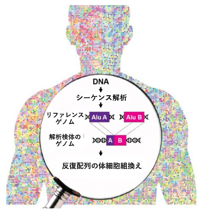 体細胞ゲノムにおける反復配列間の組換えによる変異を発見の図