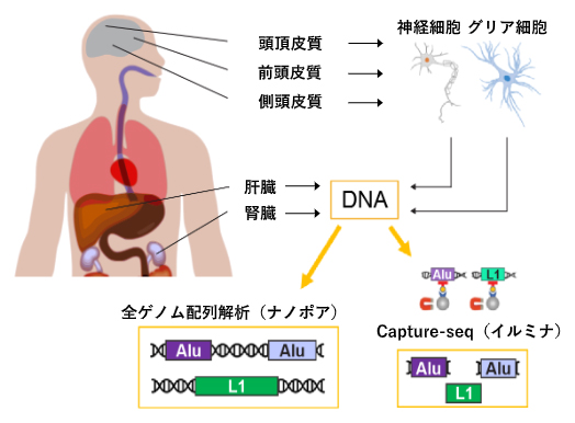 本研究における実験的アプローチの図