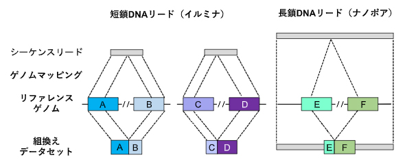 TE-reXによる反復配列間の組換えの検出スキームの図