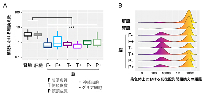 体細胞における組織特異的な組換えの特徴の図