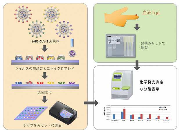 SARS-CoV-2タンパク質を固定化したマイクロアレイチップによる迅速な抗体診断システムの図