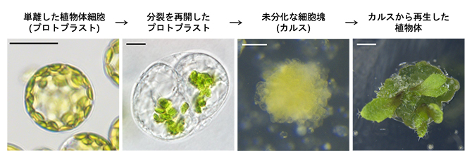 分化した体細胞がリプログラミングし、細胞増殖を繰り返して植物個体を再生するまでの過程の図