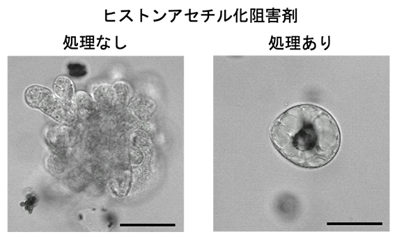 分化細胞からのリプログラミングに対するヒストンアセチル基転移酵素の阻害の影響の図