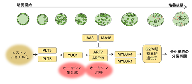 ヒストンのアセチル化を介した分化細胞のリプログラミングの仕組みの図