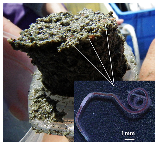 養殖場の底質より採取した海産ミミズの図