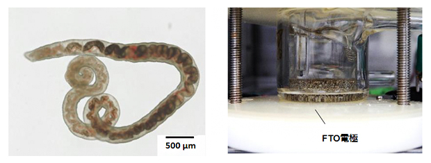 海産ミミズ(左)と電気化学リアクター(右)の写真の図