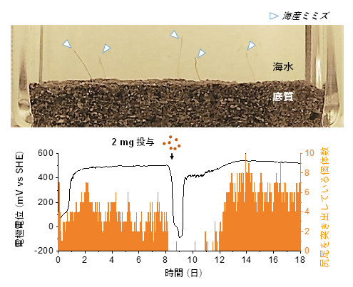 電位に応じた海産ミミズの行動変化の図