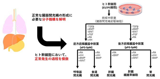 ヒト幹細胞から臓器の間充織細胞への分化誘導条件の確立の図