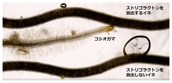 ストリゴラクトンを放出するイネの根に向かって根を伸ばすコシオガマの図