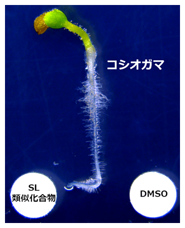 SL類似化合物に屈性を示すコシオガマの図