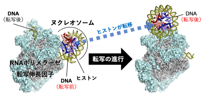 ヌクレオソームを通過する前後を捉えた転写伸長因子複合体の構造の図
