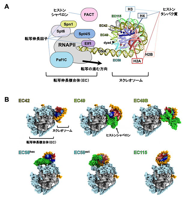 ヌクレオソームを通過するRNAポリメラーゼと転写伸長因子の複合体の図