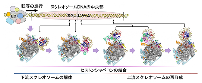 本研究のまとめの図