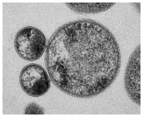 宿主アーキア（中央）の細胞表面に付着する寄生性ナノアーキアの図