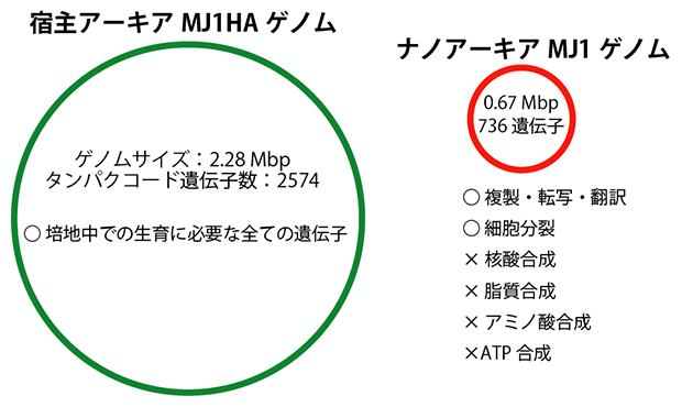 ナノアーキアMJ1株と宿主アーキアMJ1HA株のゲノムの図