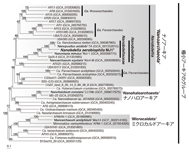 ナノアーキアMJ1株の系統学的位置を示す系統樹の図
