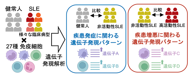 本研究の概略の図