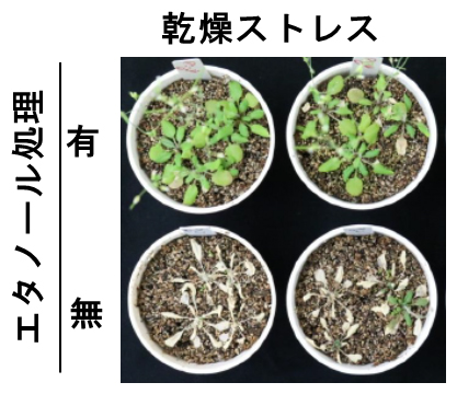 シロイヌナズナにおけるエタノール投与による乾燥ストレス耐性の強化の図