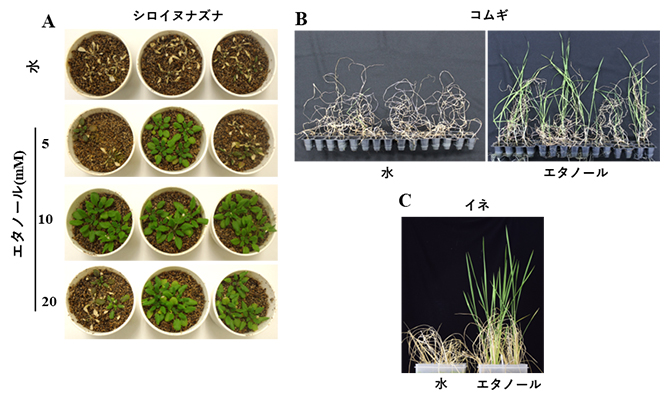 エタノールによる乾燥ストレス耐性強化の図