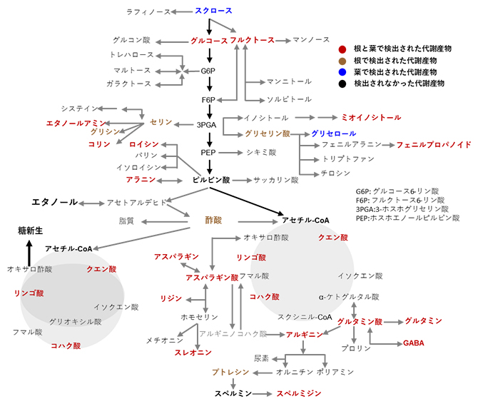 ラベルされたエタノール投与後の代謝産物の核磁気共鳴(NMR)解析の結果の図