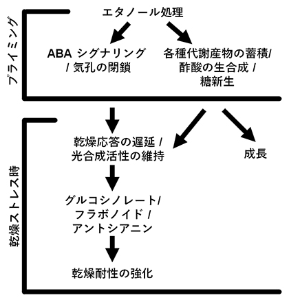 エタノール誘導性の乾燥ストレス耐性強化をつかさどる作用機序のモデルの図