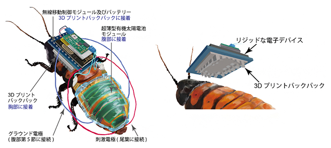 サイボーグ昆虫の概要と3Dプリントバックパックの図