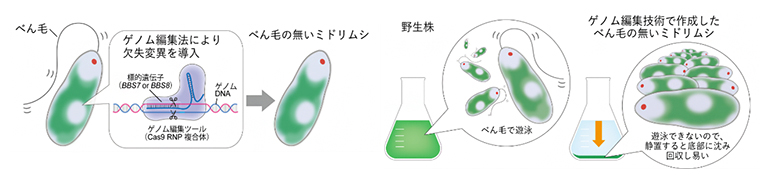 本研究の概要の図