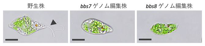 ゲノム編集技術により作出したべん毛が無いミドリムシの一例の図