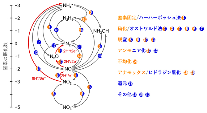 研究対象となる窒素化合物の反応ネットワークの図