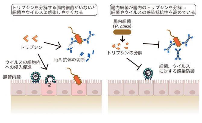 腸内細菌がトリプシンを分解し病原体の感染防御に働くことを示す概要図の画像