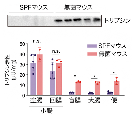 腸内細菌によるトリプシンの分解の図