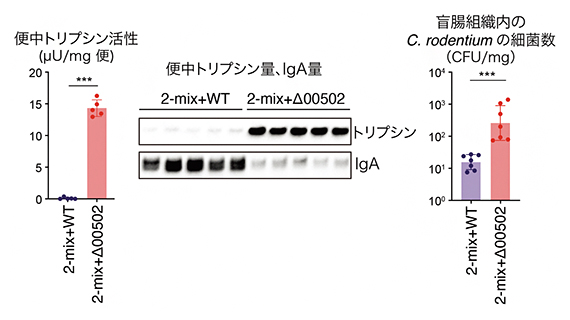 P. claraのトリプシン分解による細菌感染防御の図