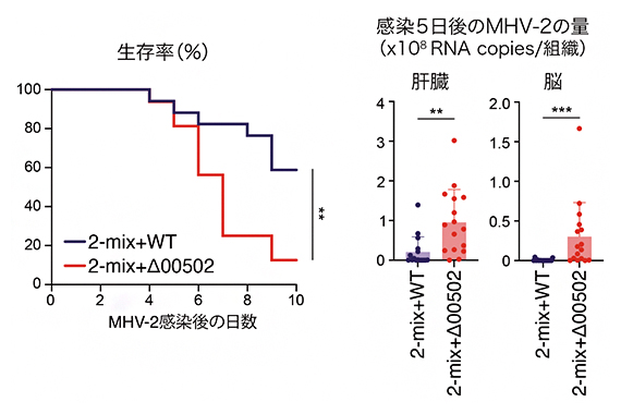 P.claraのトリプシン分解によるウイルス感染防御の図