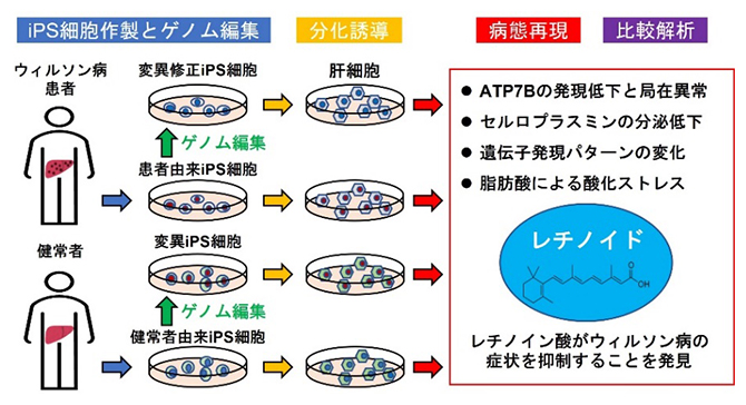 本研究の概要の図