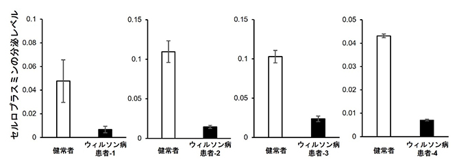 ウィルソン病患者由来iPS細胞から分化した肝細胞のセルロプラスミン分泌量の測定の図