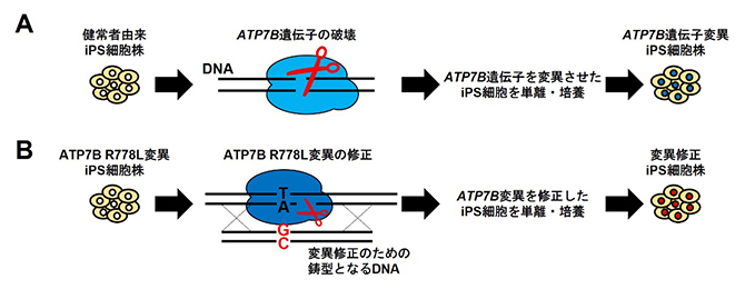 ゲノム編集によるATP7B遺伝子の破壊もしくは変異の導入および変異の修正の図